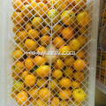 Baby orange mandarine sunt direct din fabrică